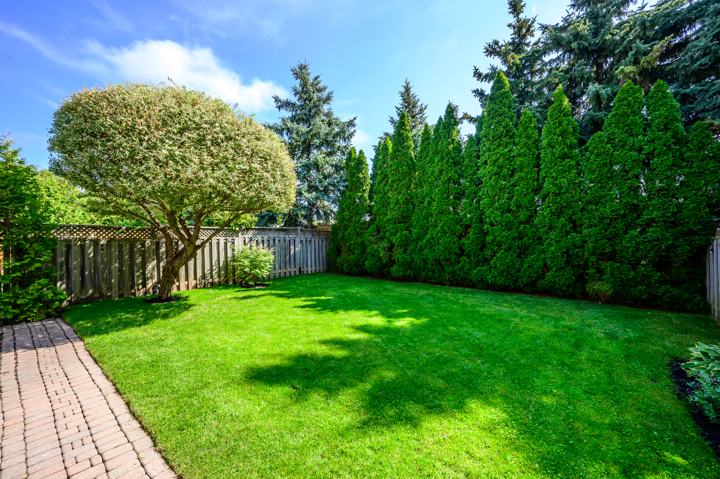 Lawn lined with mature cedars